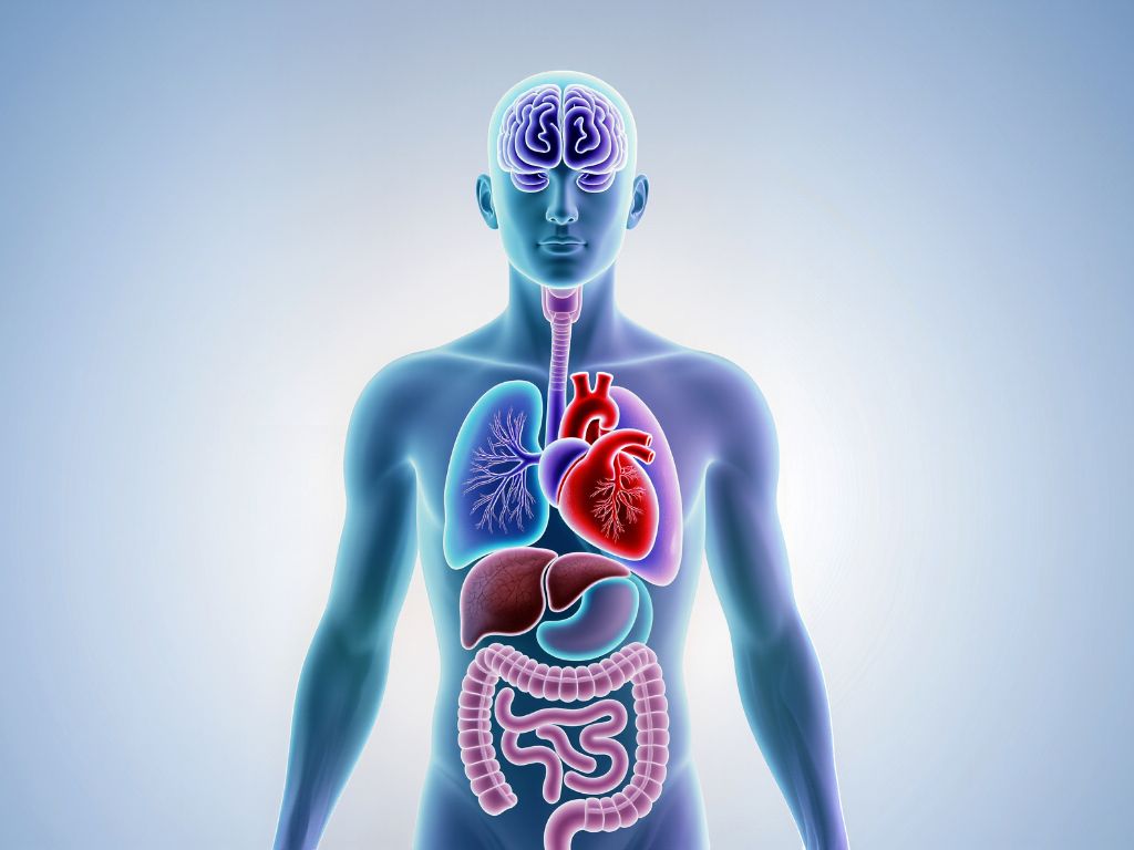 nervous system